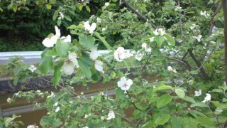 ★。★かりんの花は白？・・・美蔵