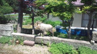 ★。★ジャン！！珍客がぁ～・・・美蔵