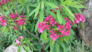 ★。★コンペイトウみたいな花？？？美蔵