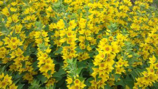 ★。★何の花だべ？？？？？美蔵