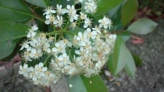 ★。★三重カナメて花咲くのですねぇ・・・美蔵