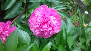 ★。★今頃・・・芍薬？美蔵