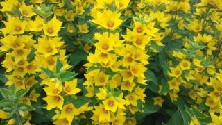 ★。★だれか？何の花なのか教えてください・・・美蔵