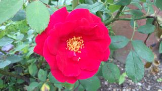 ★。★大切な薔薇・・・美蔵