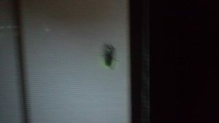 ★。★本日も“ほたる”が見れそうです・・・美蔵