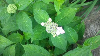 ★。★紫陽花が咲きました（＾。＾）・・・美蔵