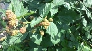 ★。★今日は定休日・・・美蔵