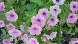 ★。★明日は、お休みです・・・美蔵