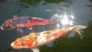 ★。★日の丸　鯉知ってましたか？・・・美蔵