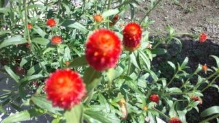 ★。★千日紅て開花が長いんです・・・美蔵