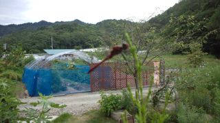 ★。★本日、運動会・・・美蔵