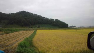 ★。★稲刈りが進みません・・・美蔵