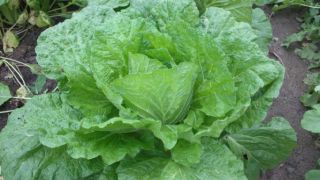 ★。★秋野菜が順調です・・・美蔵