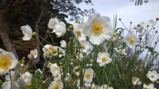 ★。★庭に輝く花が？？？・・・・・美蔵