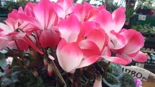 ★。★素敵な花を見つけました・・・美蔵