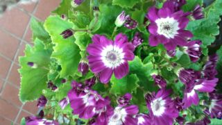 ★。★今、お薦めの花は・・・美蔵