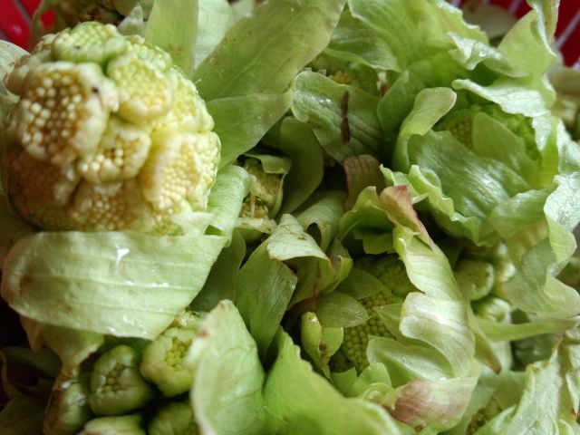 ★。★やっと、食べれますよぉ～・・・美蔵