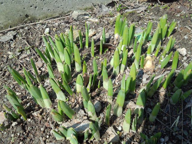 ★。★水仙の芽もでてきましたょ～・・・美蔵