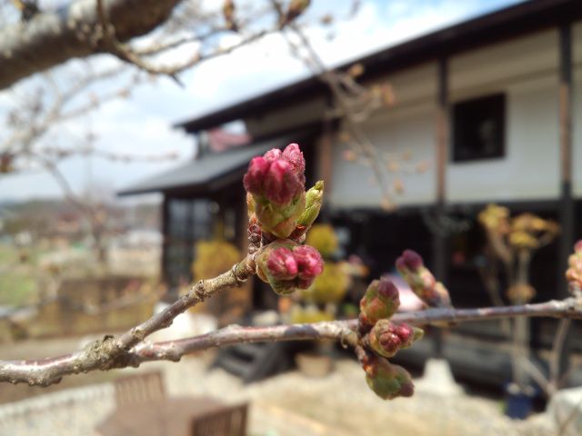 ★。★今日のさくら・・・美蔵
