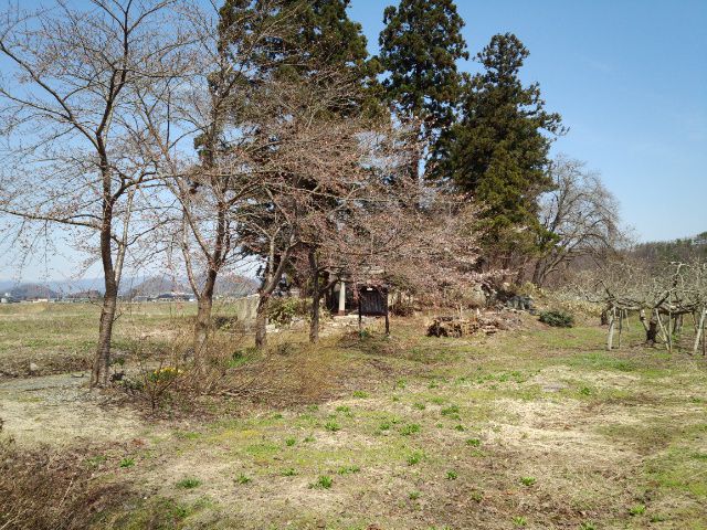 ★。★やっと！猫の宮の桜が・・・美蔵