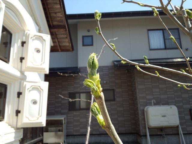 ★。★こしあぶらがいい感じ・・・美蔵