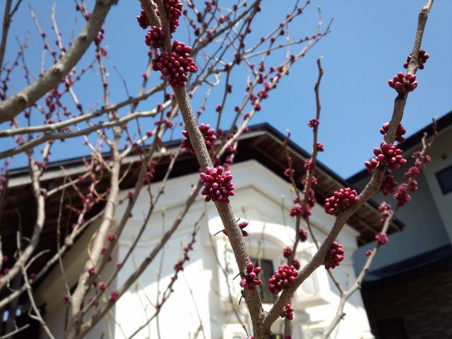 ★。★花冷えですかね？・・・美蔵