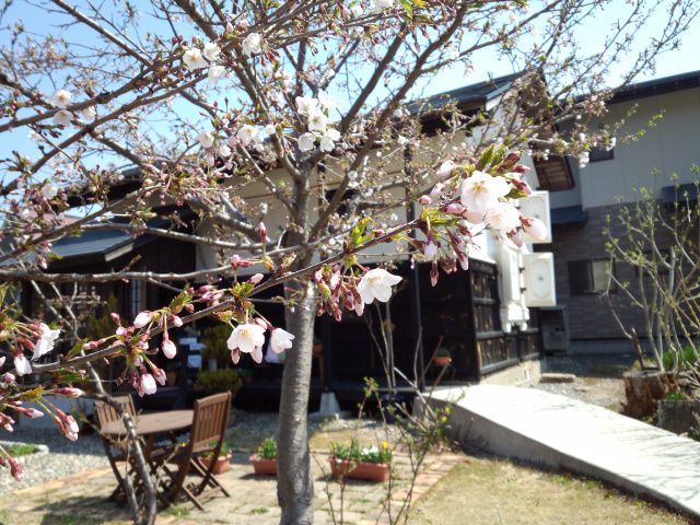 ★。★本日のさくらは・・・美蔵