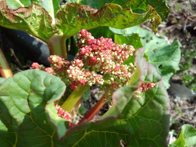 ★。★これって花ですよねぇ～・・・美蔵