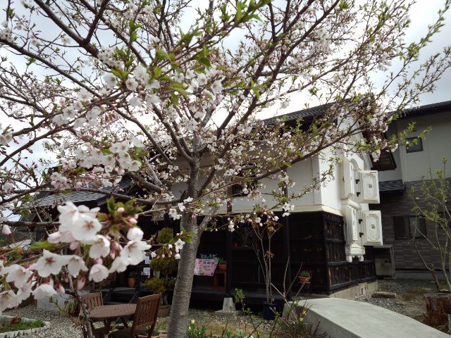 ★。★本日のさくら・・・美蔵