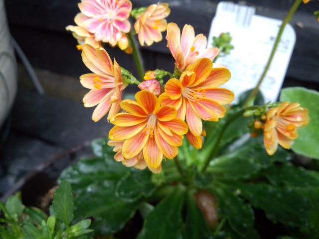 ★。★2度目の花が咲きました・・・美蔵