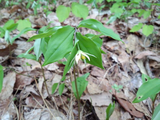 ★。★山で見つけた花なのですが・・・美蔵
