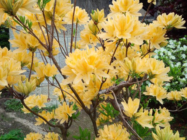 ★。★只今、花盛り３・・・美蔵