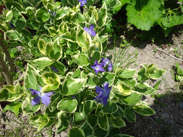 ★。★ブルーの花が綺麗です・・・美蔵