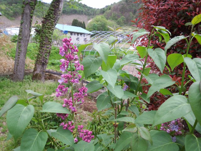 ★。★明日の営業時間の変更・・・美蔵