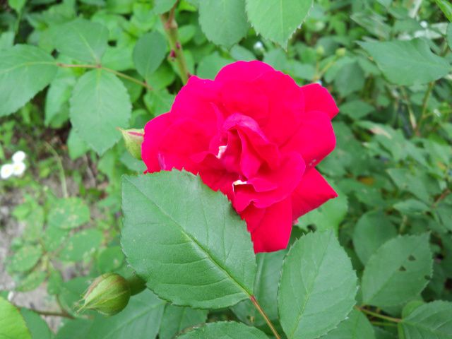 ★。★目立つ花は女王様？・・・美蔵