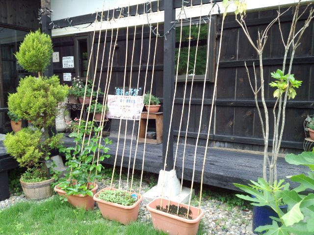 ★。★やっと雨が降ってきました・・・美蔵