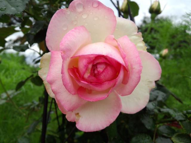 ★。★おあずかりの花が咲きました・・・美蔵