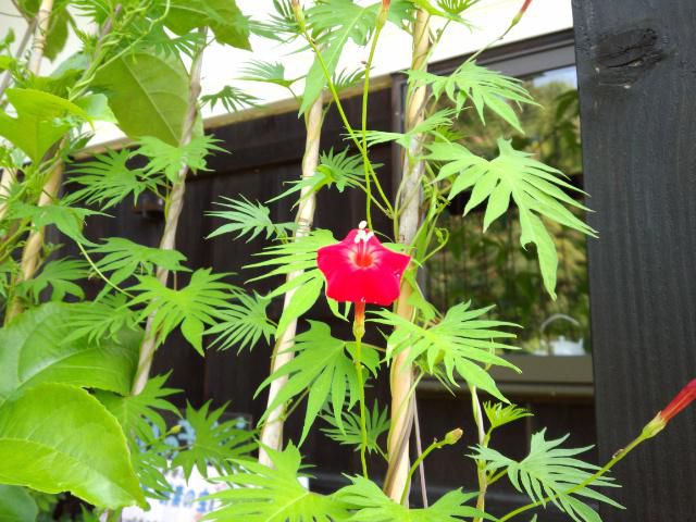 ★。★グリーンカーテンがやっと花開きました・・・美蔵