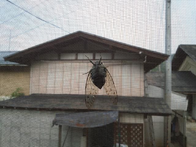 ★。★いきなり、耳元で・・・美蔵