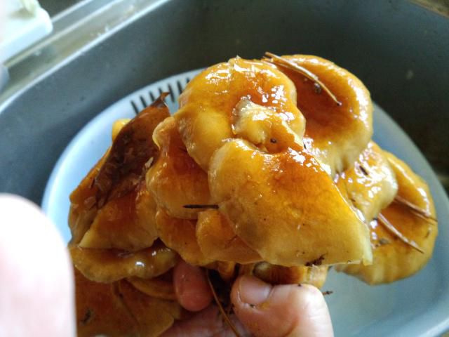 ★。★「天然なめこ」いただきました・・・美蔵