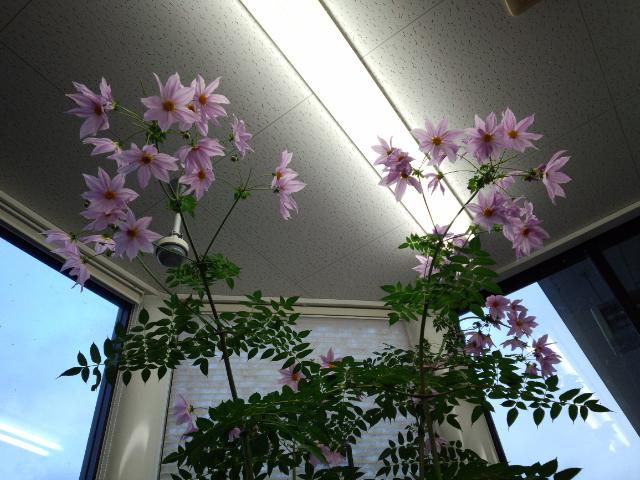 ★。★でっかい皇帝ダリア今、咲いてました・・・美蔵