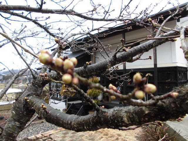 ★。★やはり雨が降ってきました・・・美蔵