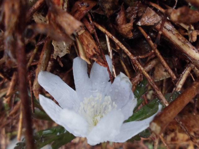 ★。★たぶん山野草だと思うんですが・・・美蔵