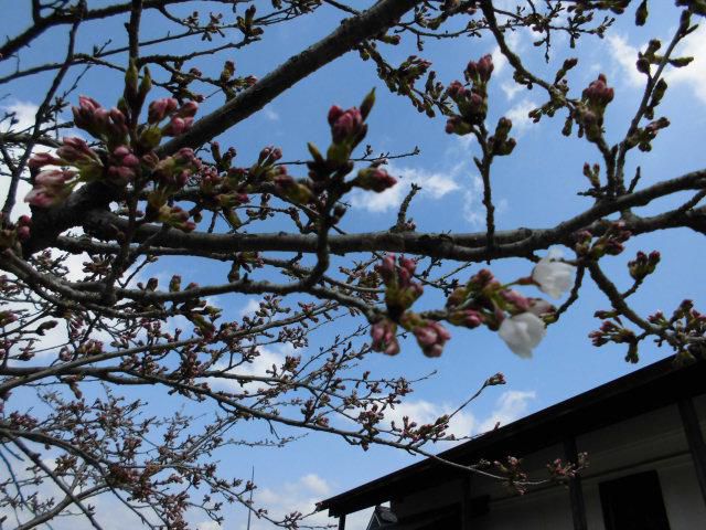 ★。★お待ちかねの！！さくらが咲きました・・・美蔵