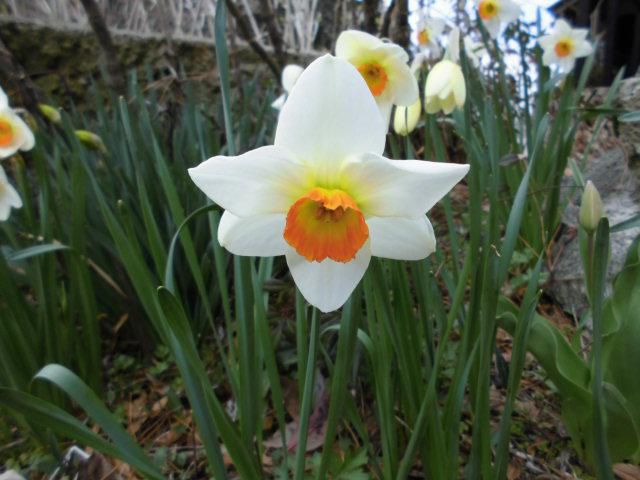 ★。★今日は、お天気がよくてお花がわんさかです・・・美蔵