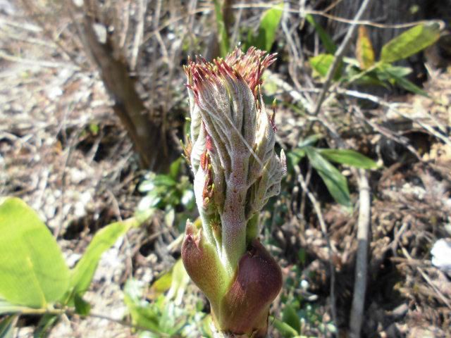 ★。★発見！！「タラの芽」でも・・・美蔵