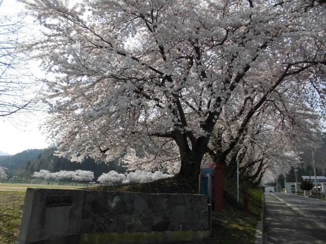 ★。★本日は、高畠は桜が見ごろです・・・美蔵