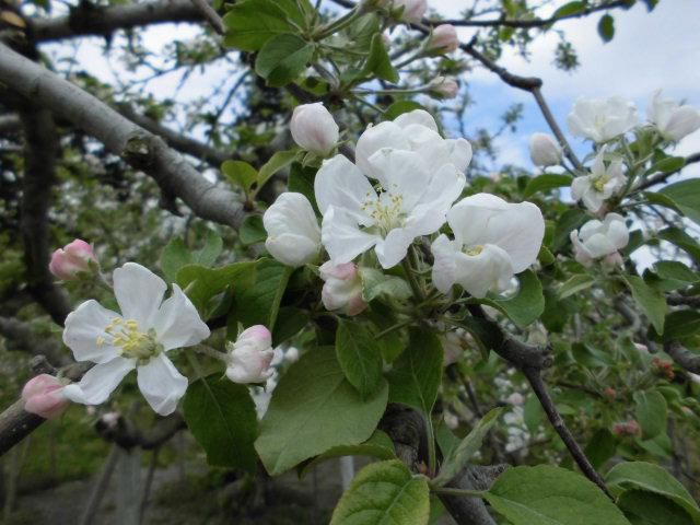 ★。★りんごの花が咲き始めました・・・美蔵