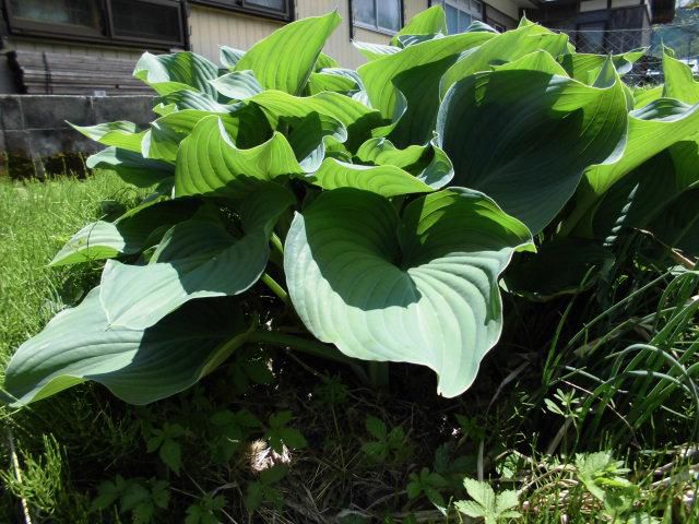 ★。★「ぎんぼ」が食べごろになりました・・・美蔵