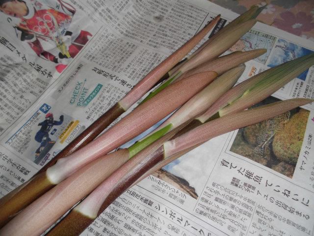 ★。★山アスパラをいただきました・・・美蔵